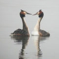 Great-Crested-Grebes-JDn
