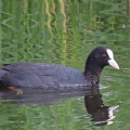 IMG_0939a-Coot