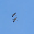 IMG_1174a-Common-Cranes