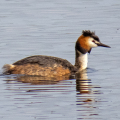 IMG_1472a-Great-Crested-Grebe