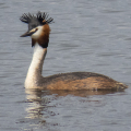 IMG_1706a-Great-Crested-Grebe