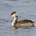 IMG_3412a-Great-Crested-Grebe