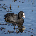 IMG_6345a-Coot