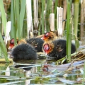 Newly hatched Coot chicks