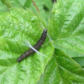 Micro-moth - Dark Strawberry Tortrix