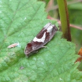 Micro-moth - White-foot Bell