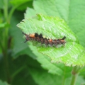 Vapourer Moth Caterpillar
