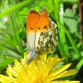 Orange-tip - male