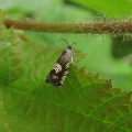 Micro-moth
