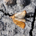 Chequered Fruit-tree Tortrix