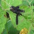 Emperor Moth Caterpillars