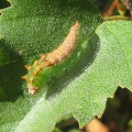 Pebble Hook-tip Caterpillar