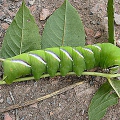 Privet Hawkmoth Caterpillar