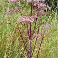 Red Angelica