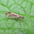 Lacewing