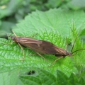 Large Cinnamon Sedge
