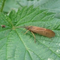 Large Cinnamon Sedge