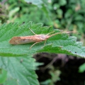 Caddis Fly
