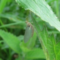 Mayfly