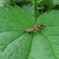 Cinnamon Sedge