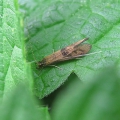 Caddis Fly