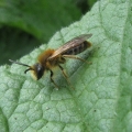 IMG_4749a - Early Mining Bee - male
