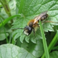 IMG_4763a - Tawny Mining Bee - male