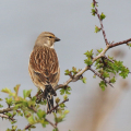 0O5A1211-Linnet