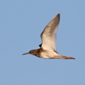 0O5A1774-Redshank