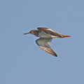 0O5A1775-Redshank
