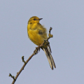 0O5A2621-Yellow-Wagtail