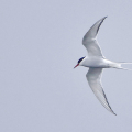Arctic-Tern-Miles-Cluff