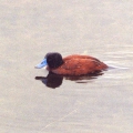 Argentinian Blue-bill