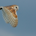 Barn Owl