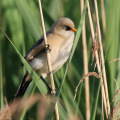 Bearded-Reedling