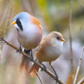 Bearded-Reedlings-Miles-Cluff