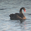 Black Swan