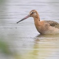 Black-tailed-Godwit-MC