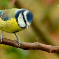 Blue Tit