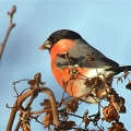 Bullfinch