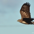 Common Buzzard