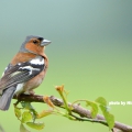 Chaffinch