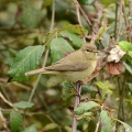 Chiffchaff-Mark-Tyler
