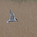 Common-Tern-Mike-Wormall