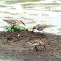 Curlew Sandpiper with two Dunlin
