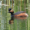 DSC01225_Black-necked-Grebe-Kevin