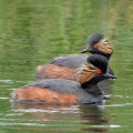 DSC01229_Black-necked-Grebes-Kevin