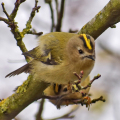 DSC_0892-Goldcrests