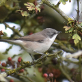 DSC_1176-Lesser-Whitethroat