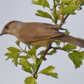 DSC_2242-Blackcap
